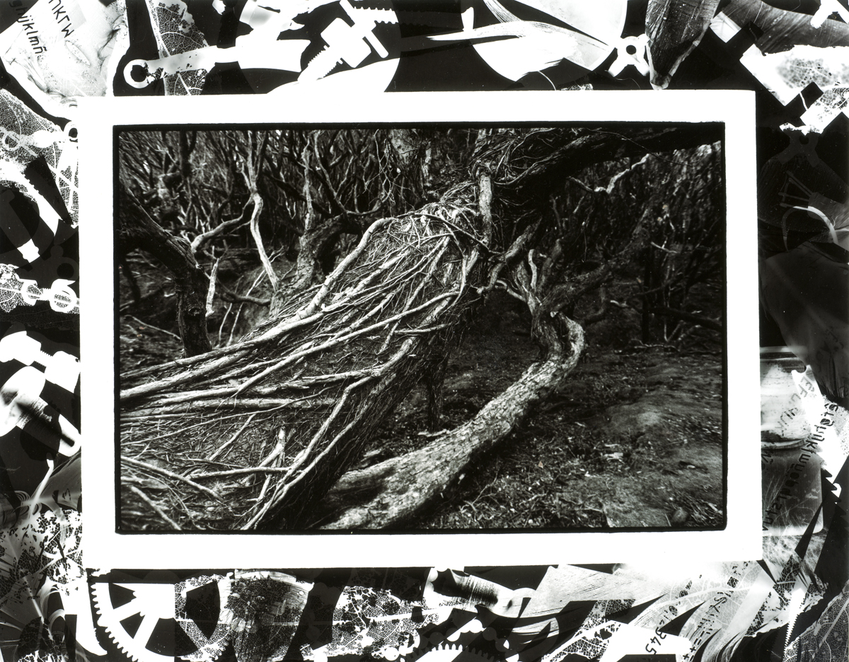 Rata Forest, Erebus Cove Main Auckland Island