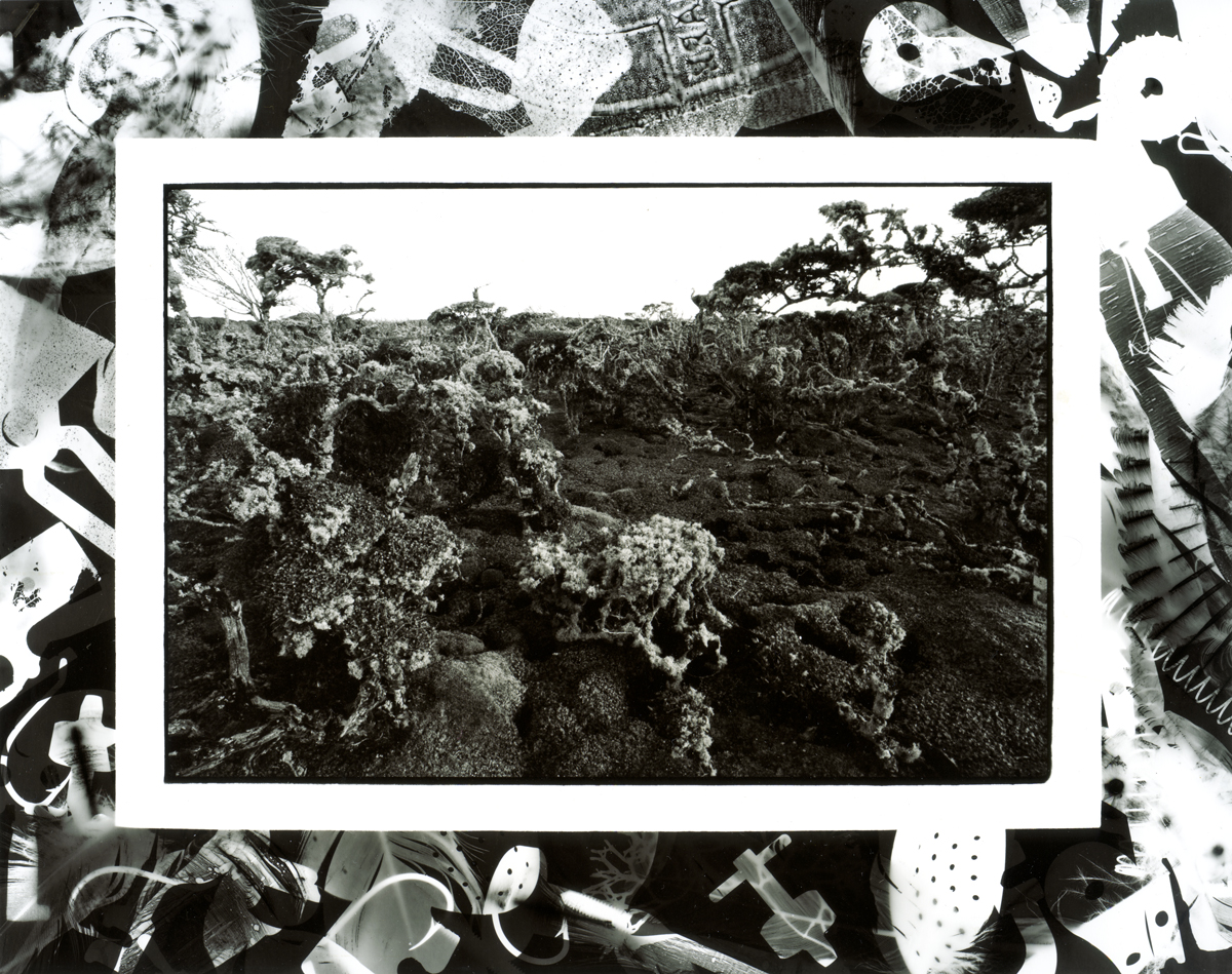 Regenerating Scrub, Enderby Island, lloyd godman