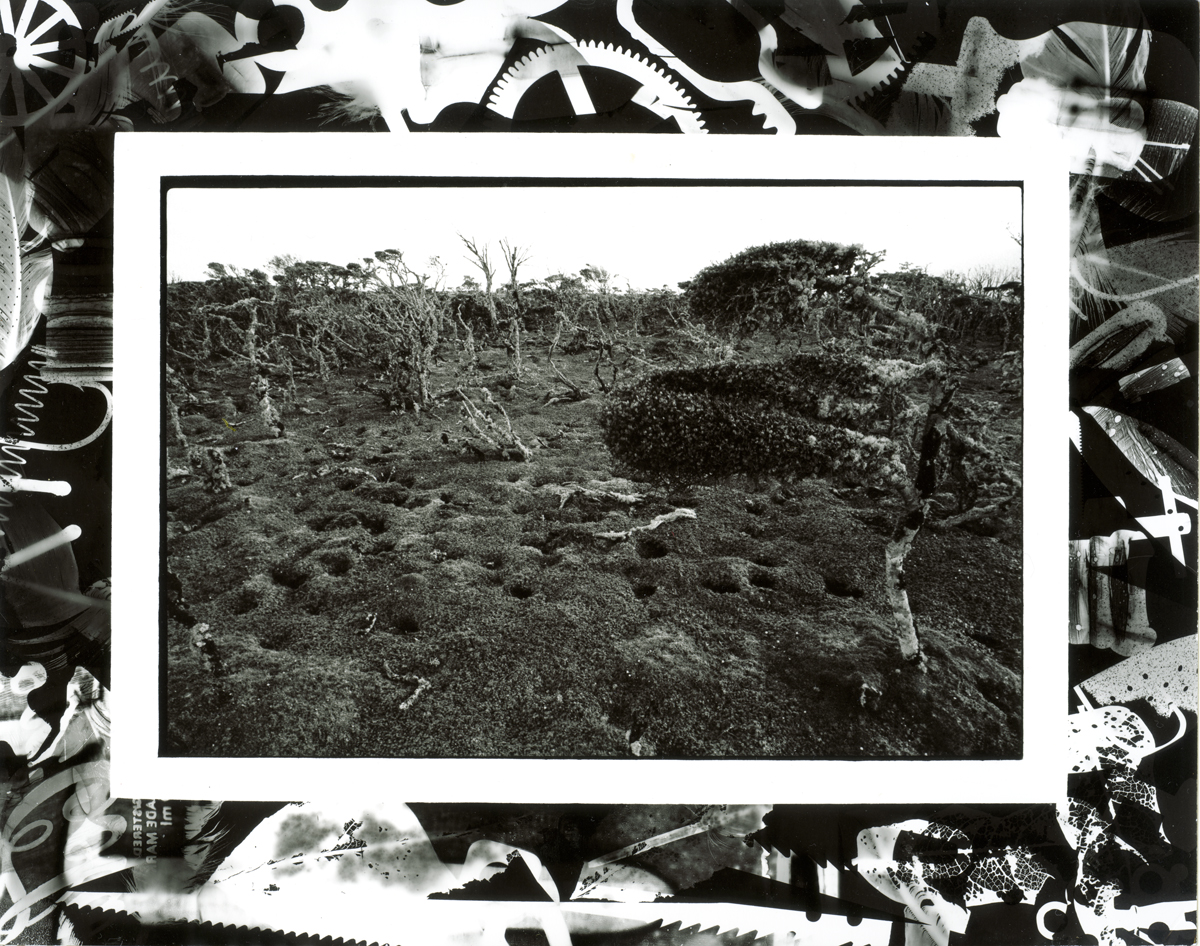 Regenerating Forest Enderby Island