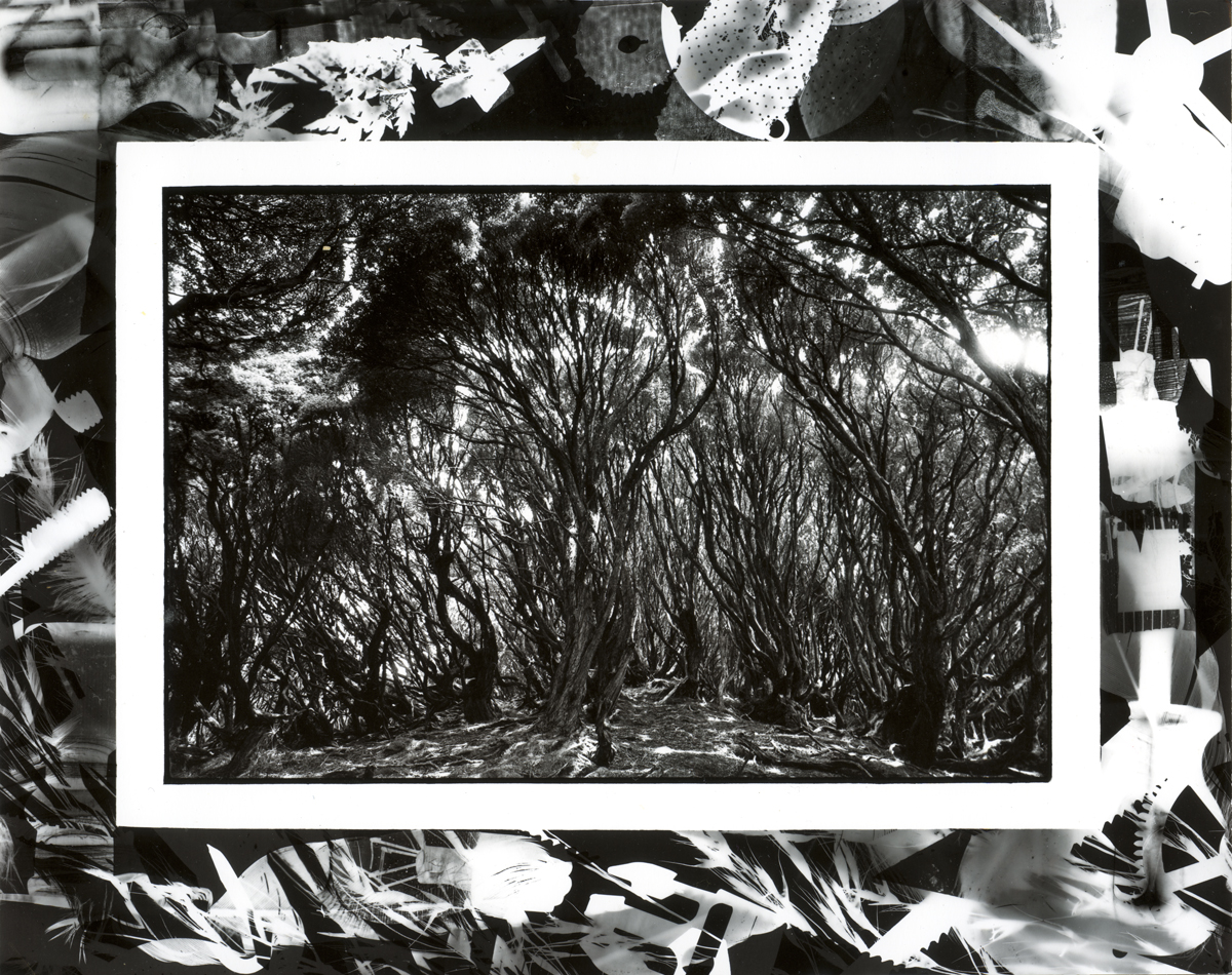 Rata Forest, Terror Cove, Main Auckland Island