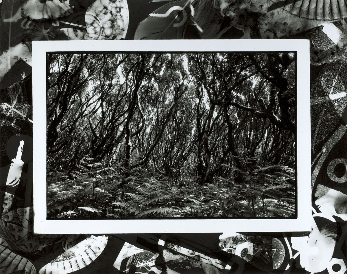 Rata Forest, Enderby Island