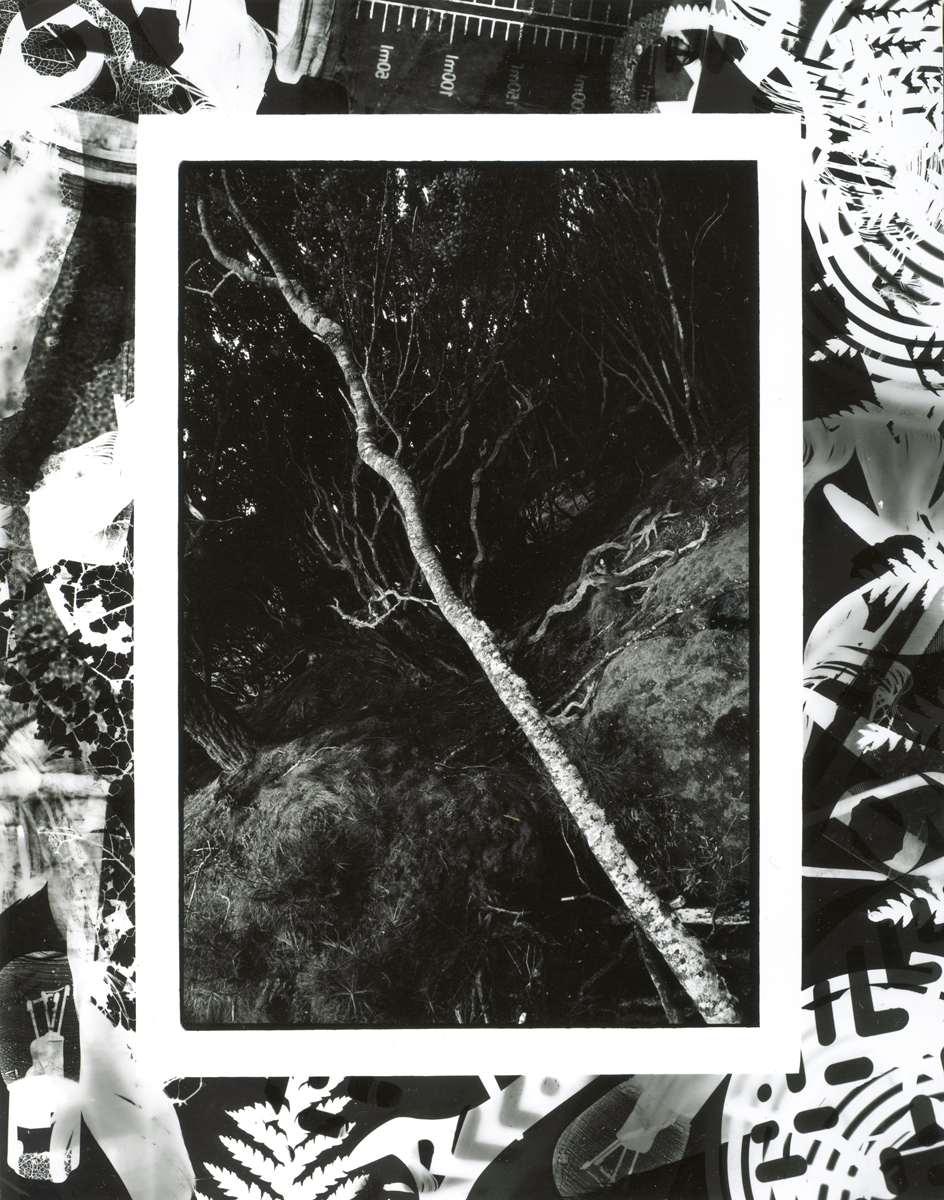 Rata Trees, Erebus Cove, Main Auckland Island