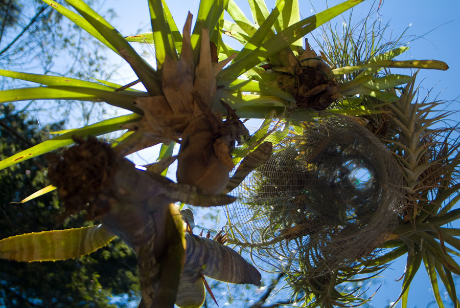 suspended plant sculpture, lloyd godman