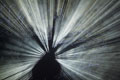 Lloyd Godman, Chambre Noire I