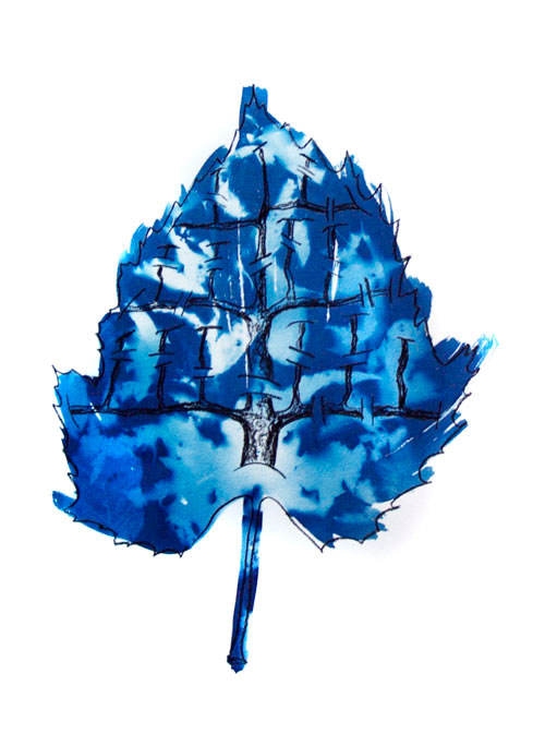 leaf Photogram Lloyd Godman