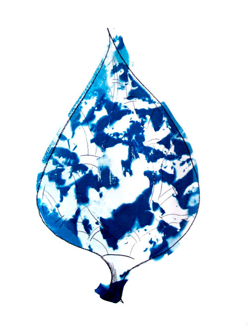 Cyanotype photogram