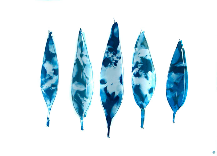 cyanotype Lloyd Godman
