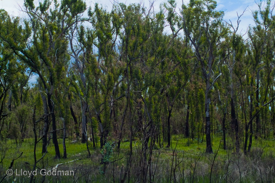  Regrowth Bush, Australia © Lloyd Godman