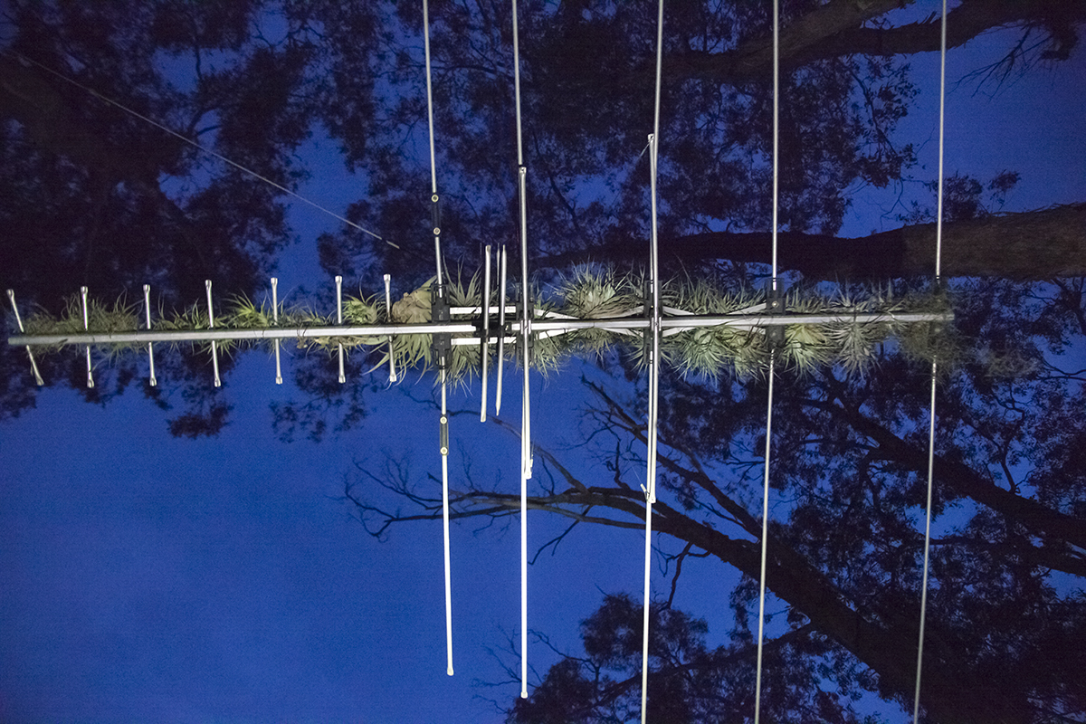 art lloyd godman, Aerial - Tillandsias (aerial plants) repurposed television aerial - 2016