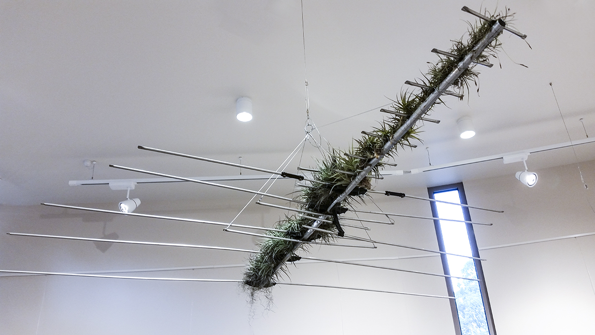 Aerial - Tillandsias (aerial plants) repurposed television aerial - 2016 - Wadambuk Artspace, St Andrews Community Centre, Victoria, Australia