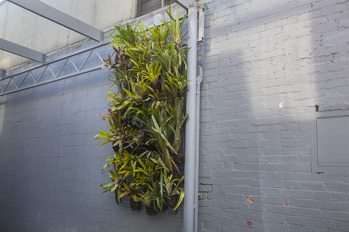 Bromeliad wall garden for Victorian Freinds Center, William St, Melbourne. This is section 1 of 7 - unlike most vertical gardens which need reticulated irrigation and use plastic, the support is all metal and there is no reticulated irrigation system.