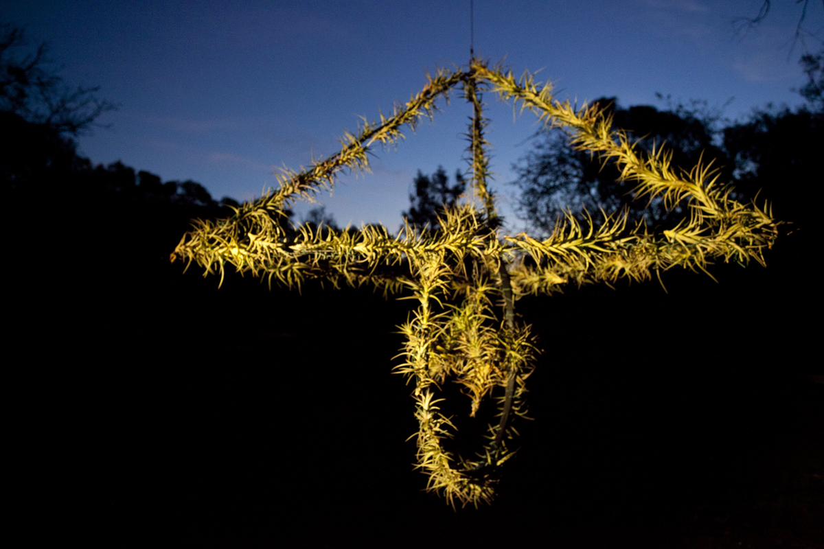 Atmocycle, 1600 x1600, recycled bicycle wheel, steel, Tillandsia plants - Lloyd Godman 2012