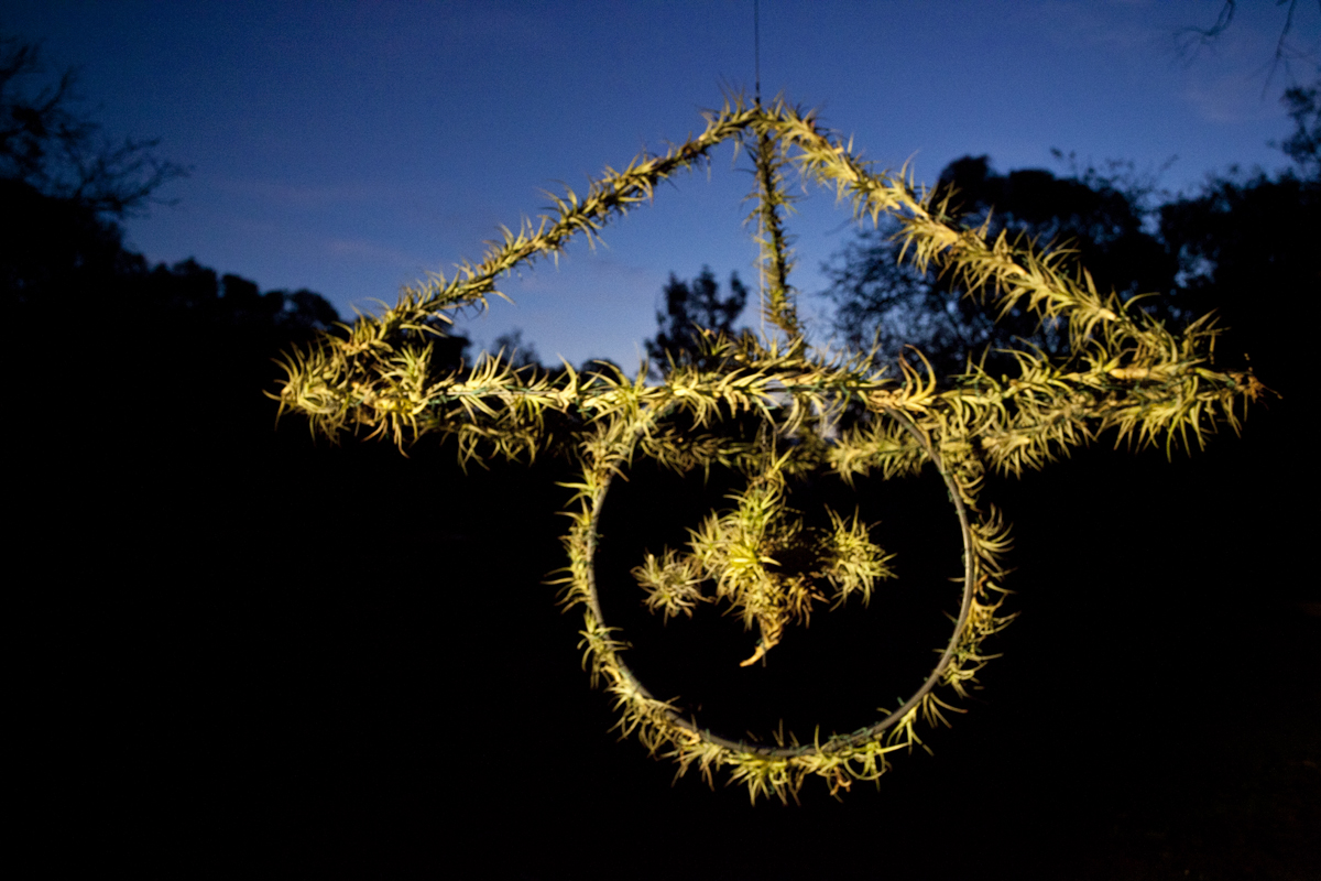 Atmocycle, 1600 x1600, recycled bicycle wheel, steel, Tillandsia plants - Lloyd Godman 2012