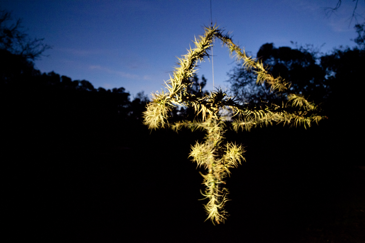 Atmocycle, 1600 x1600, recycled bicycle wheel, steel, Tillandsia plants - Lloyd Godman 2012