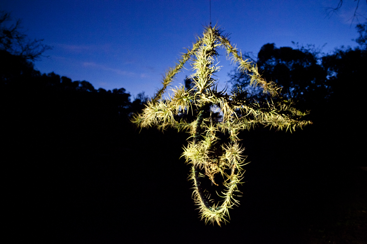 Atmocycle, 1600 x1600, recycled bicycle wheel, steel, Tillandsia plants - Lloyd Godman 2012