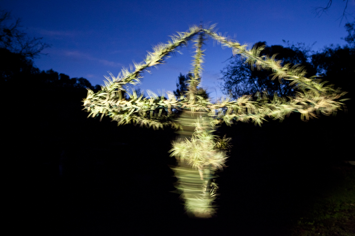 Atmocycle, 1600 x1600, recycled bicycle wheel, steel, Tillandsia plants - Lloyd Godman 2012
