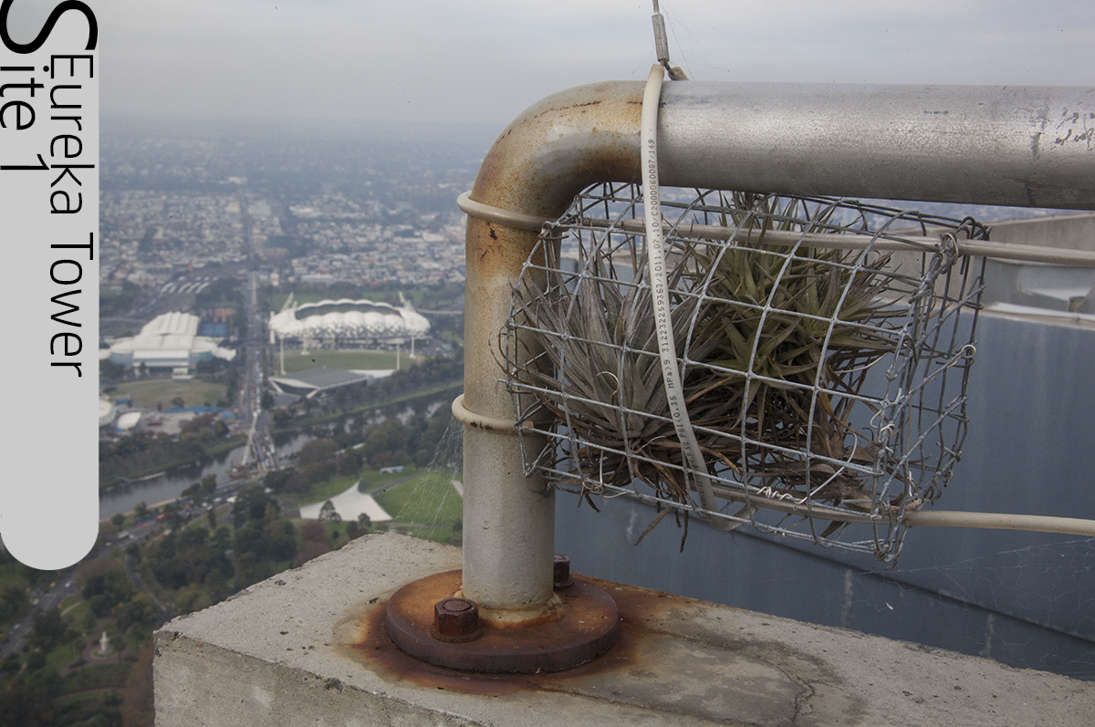 Level 92 Eureka Tower, air plants, Lloyd Godman