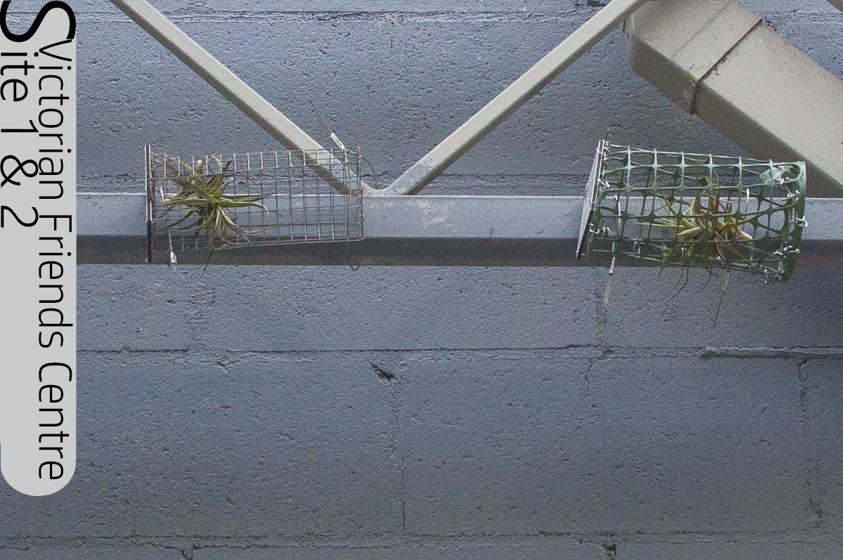 Victorian Friends Centre, tillandsia plants, ecological art, Lloyd Godman