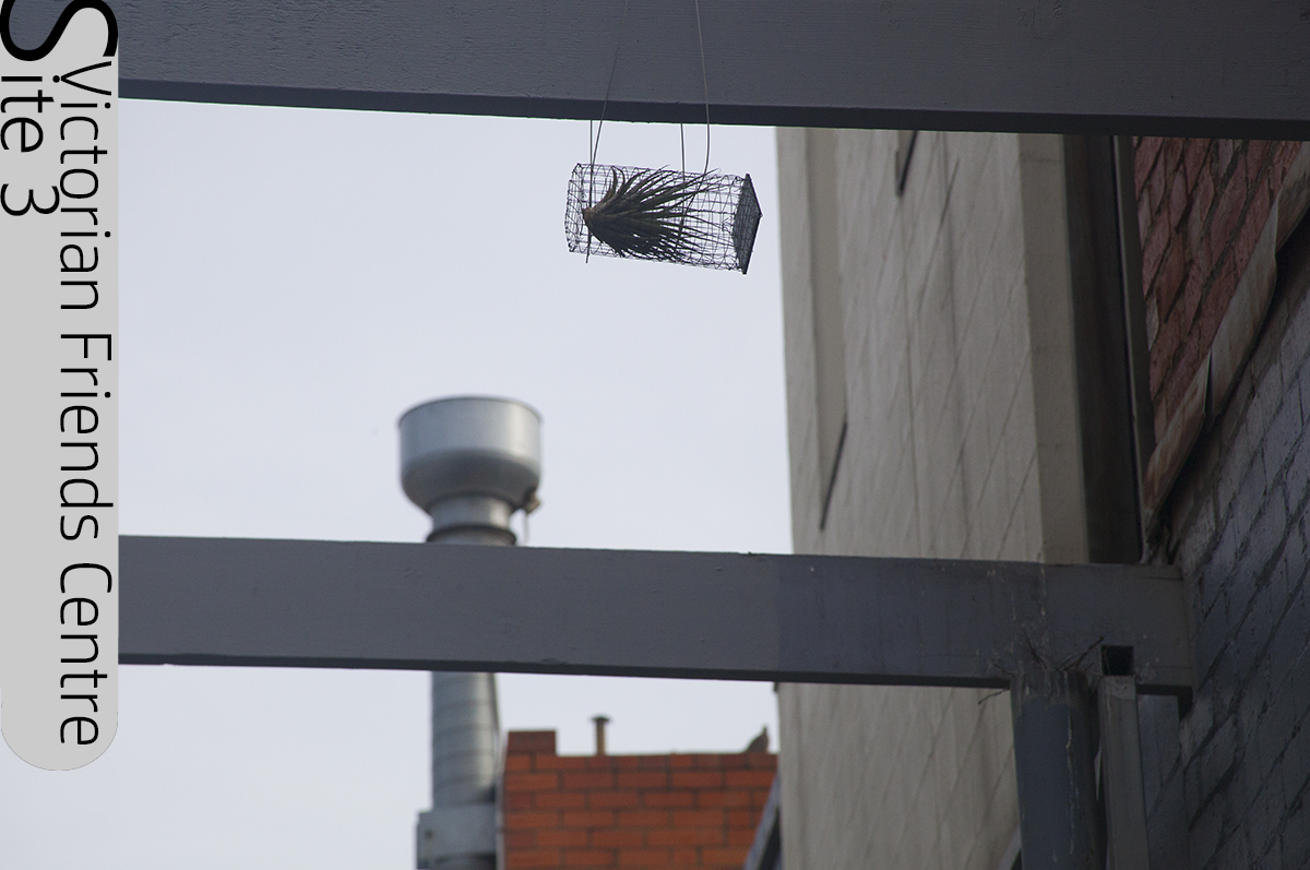 Victorian Friends Centre, tillandsia plants, ecological art, Lloyd Godman, Tillandsia SWARM